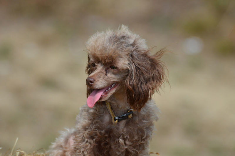 Brown toy poodle with his pink tongue sticking out.
