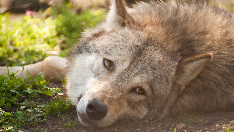 Close-up of wolfdog looking away while resting on field
