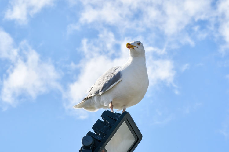 A seagull sits against the blue sky in the sun.