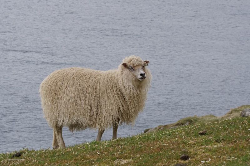 Portrait of sheep by river
