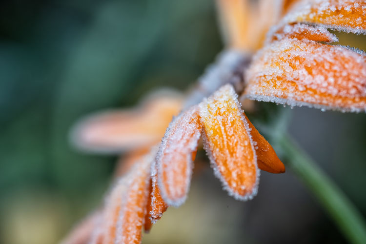 Close-up of orange, frozen leaves