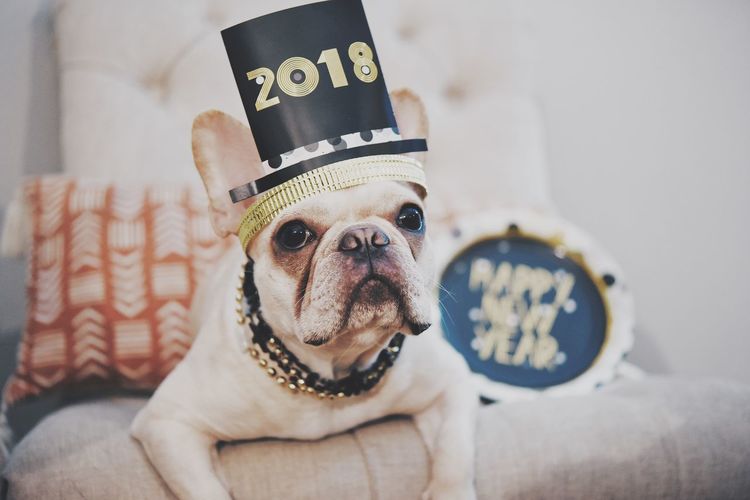 Close-up of french bulldog on new year