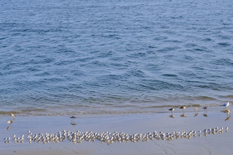 High angle view of beach and birds