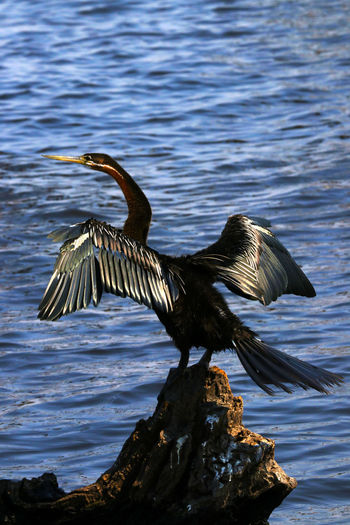 Cormorant drying the feathers over lake
