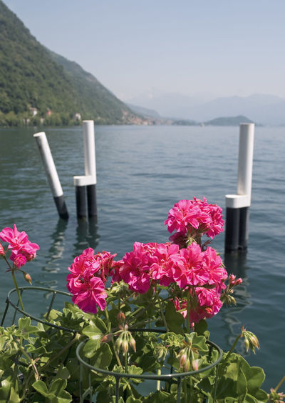 Pink flowers in lake