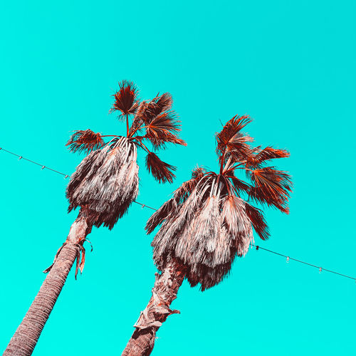 Palm tropical tree against blue sky