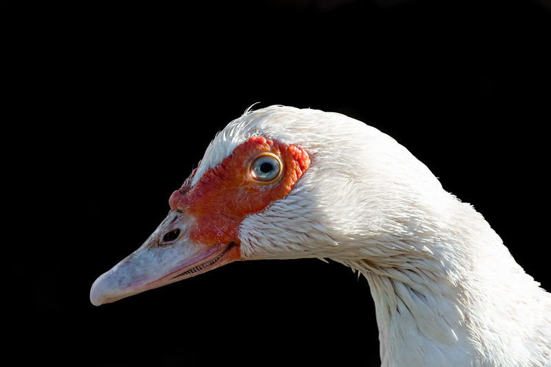 Portrait of a white duck in profile on a black background. mallard poultry head. closeup image.