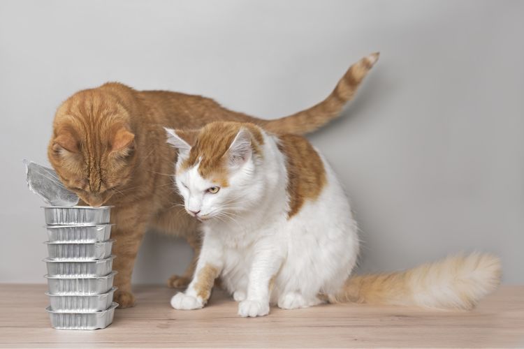Hungry cats stealing food from stacked cans of wet cat food.