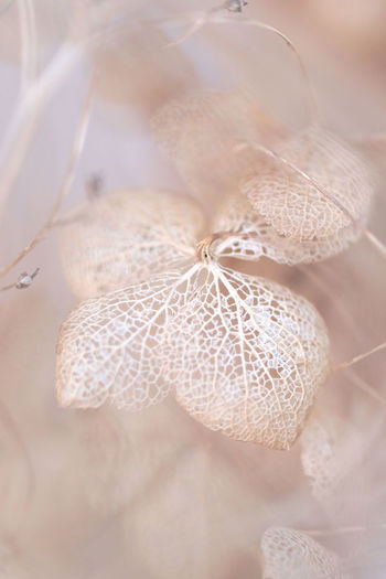Close-up of dried hydrangea flower