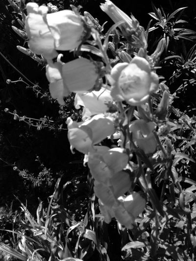 Close-up of white flowering plants