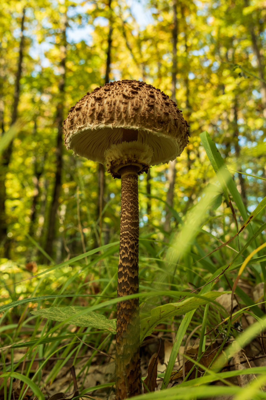 plant, fungus, growth, mushroom, forest, woodland, nature, tree, land, natural environment, green, vegetable, beauty in nature, food, no people, leaf, autumn, close-up, day, toadstool, focus on foreground, rainforest, outdoors, grass, tranquility, flower, penny bun, jungle, freshness, soil