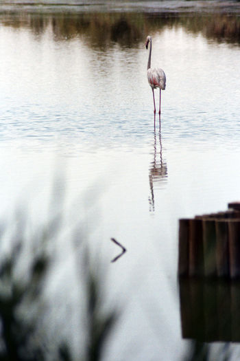Bird in a lake
