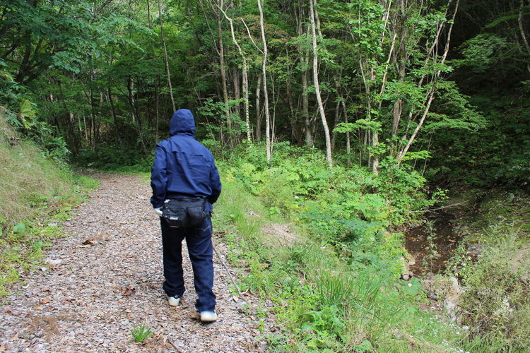 Rear view of man walking in forest