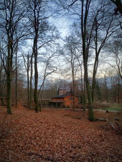 Bare trees in park
