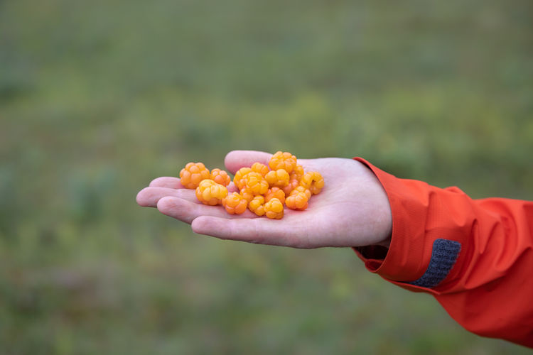 Close-up of hand holding fruits on field