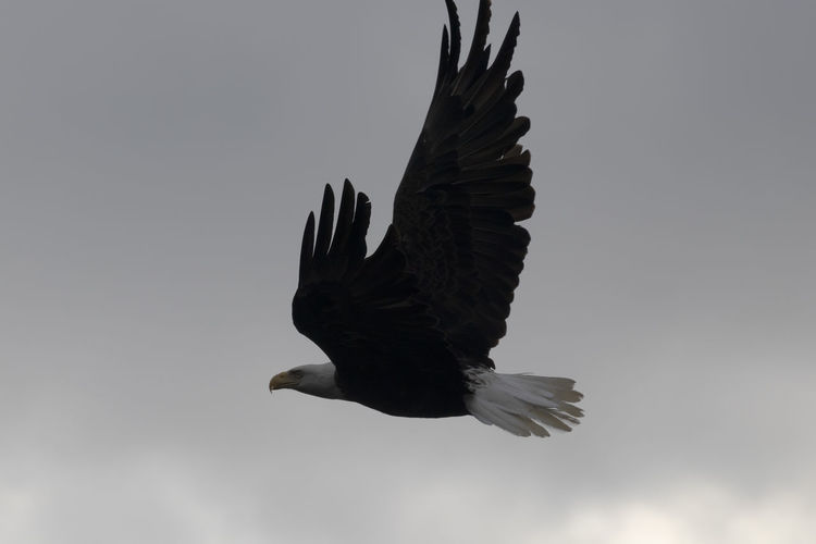 Low angle view of eagle flying against the sky