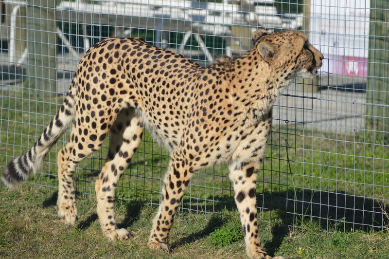 Cheetah walking the zoo at cape town
