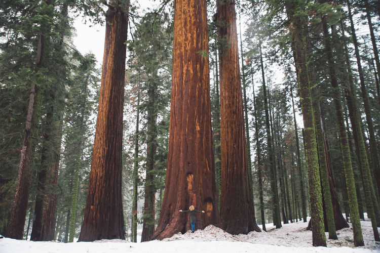 Sequoia trees in forest during winter