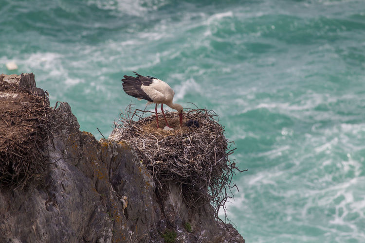 Storks perching on nest over rock against sea