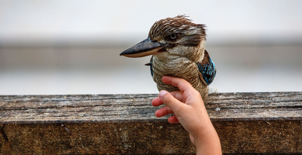 Child caressing kookaburra bird