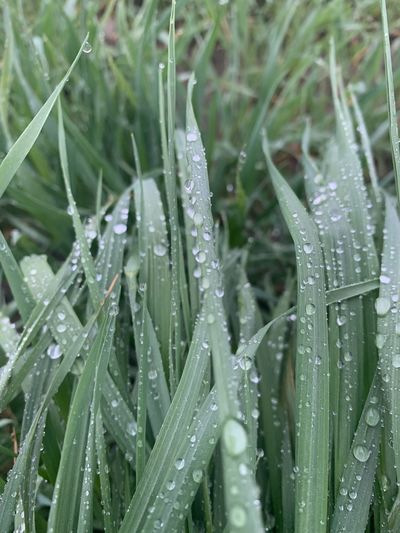 Close-up of wet plant during rainy season