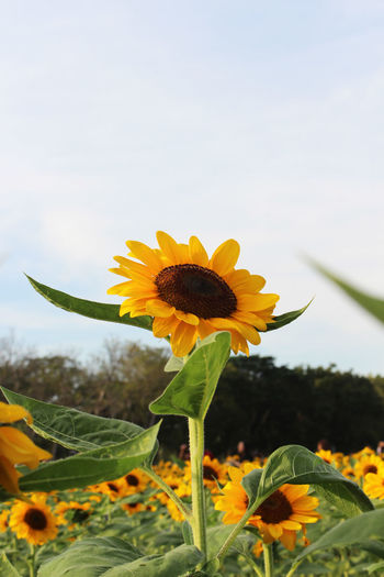 Close-up of yellow sunflower against sky