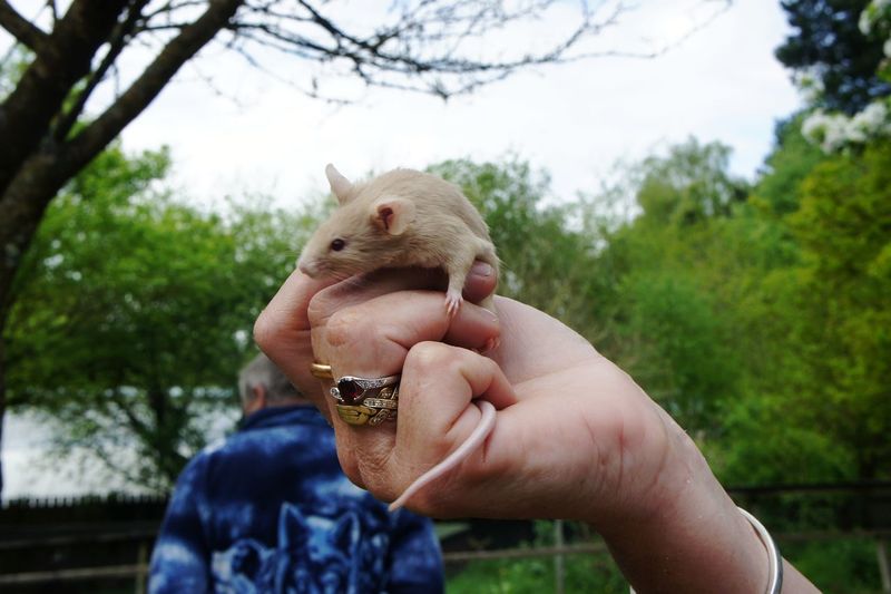 Person holding a mouse