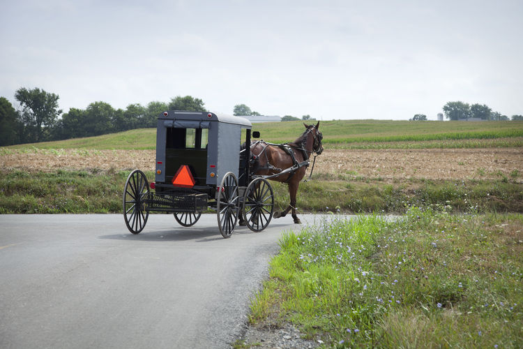 Horse cart on road by grassy field