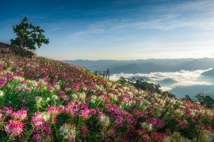 Scenic view of flowering plants against cloudy sky