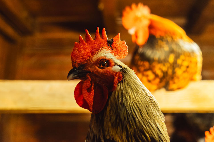 Cocks in hen house