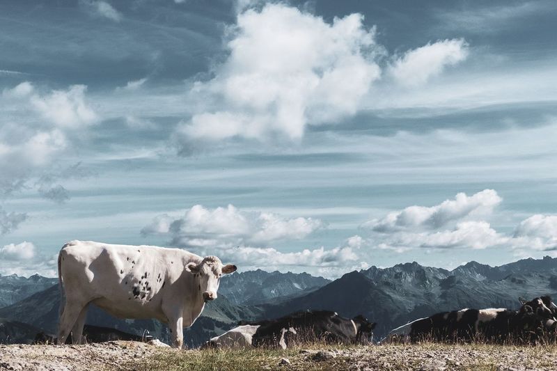 View of cow on landscape against the sky