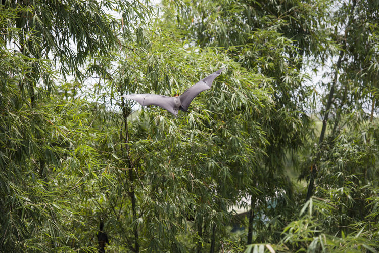 Gray heron flying against trees