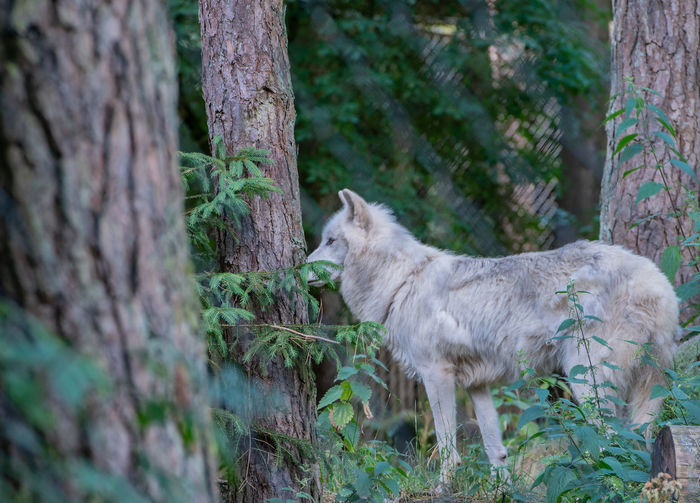 Arctic wolf in a forest near schleswig holstein