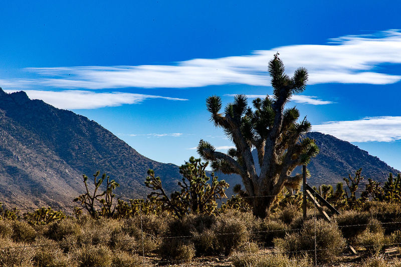 View of trees on landscape against cloudy sky