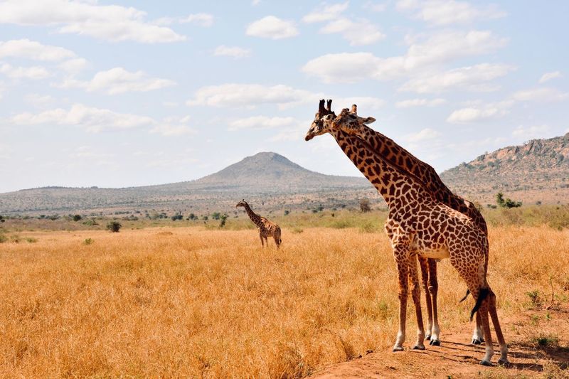 Giraffes in kenia 