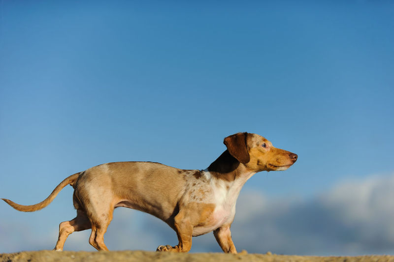 Miniature dachshund walking on field against sky