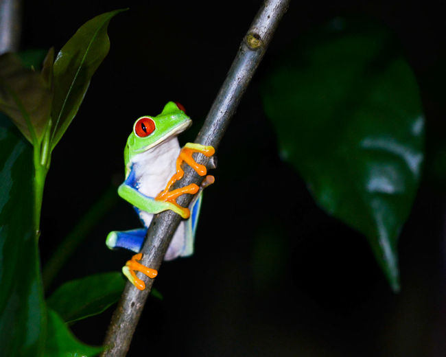 Close-up of red-eyed tree frog at night