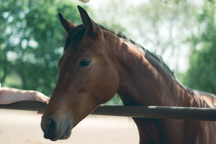 Close-up of a horse in ranch