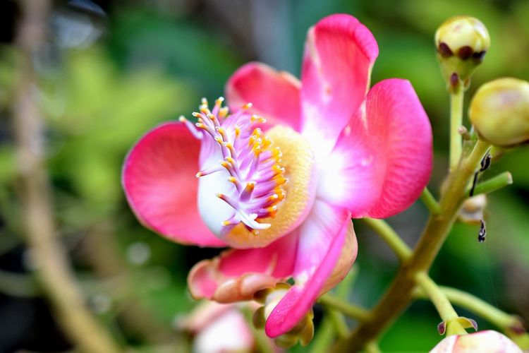 Close-up of pink flowering plant