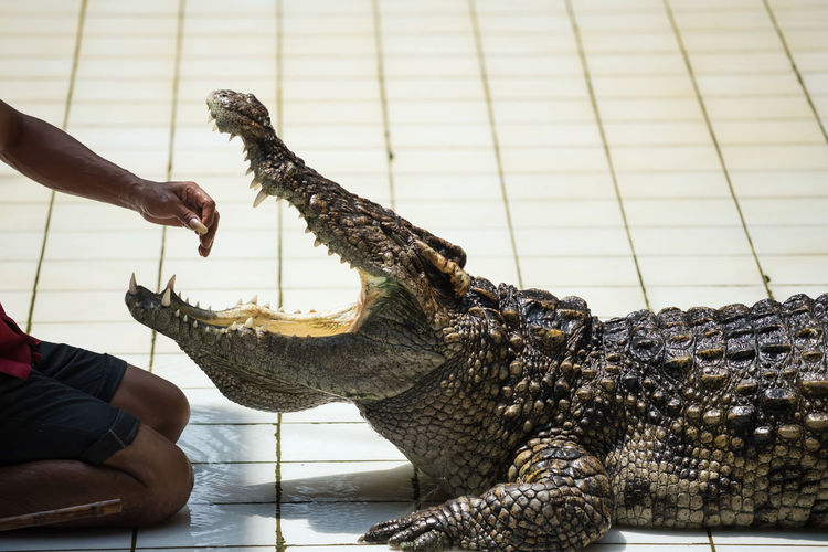 Thai crocodile huntsman offer hands to big alligator mouth close to jaws to show in zoo. dangerous