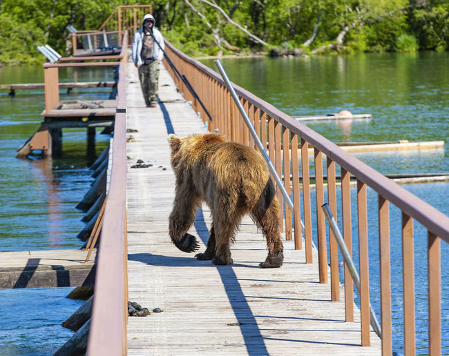 Horse standing on railing by lake
