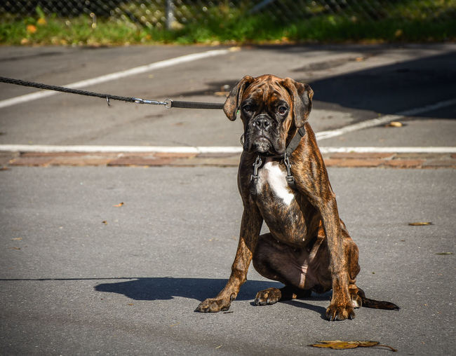 Portrait of boxer on road during sunny day