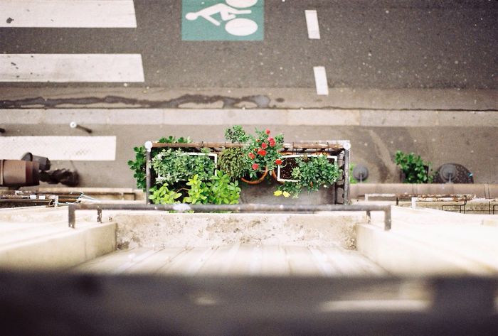 High angle view of potted plants at roadside