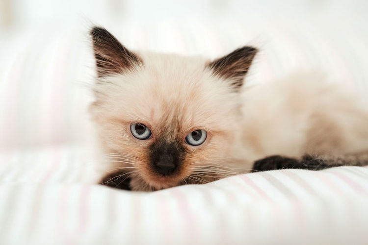 Close-up portrait of kitten relaxing on bed
