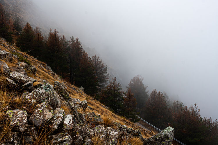 Trees on mountain during foggy weather