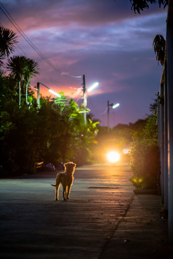 Dog on street during sunset
