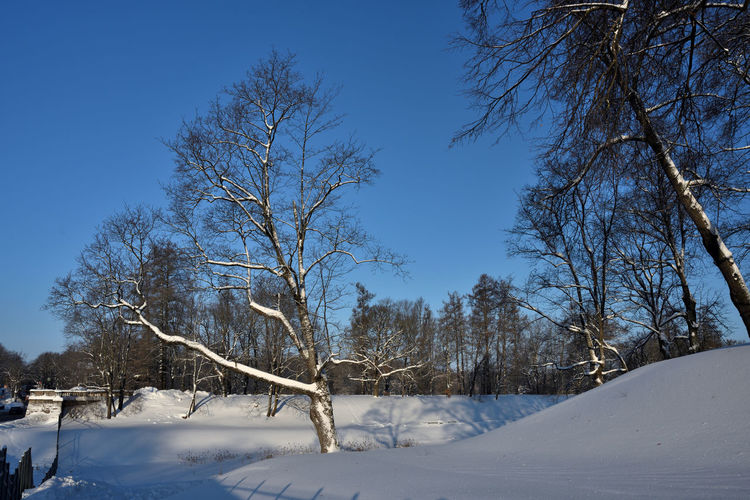 Bare trees on snow covered land against blue sky