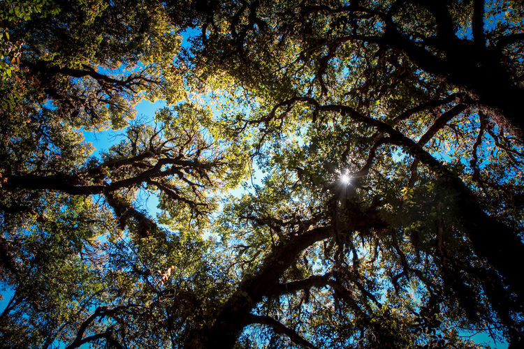 Low angle view of trees against sky
