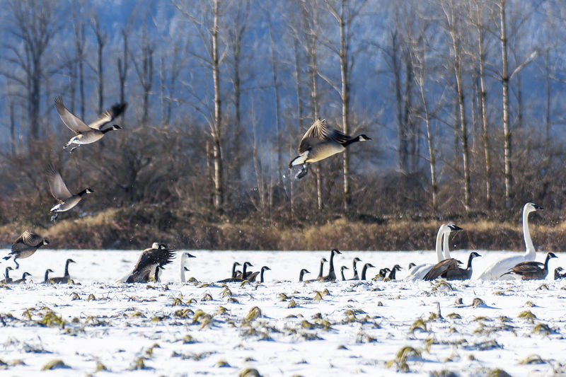 Birds flying over snow covered landscape