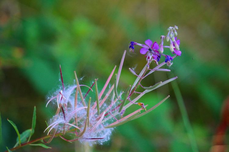 Close-up of purple flowering plant